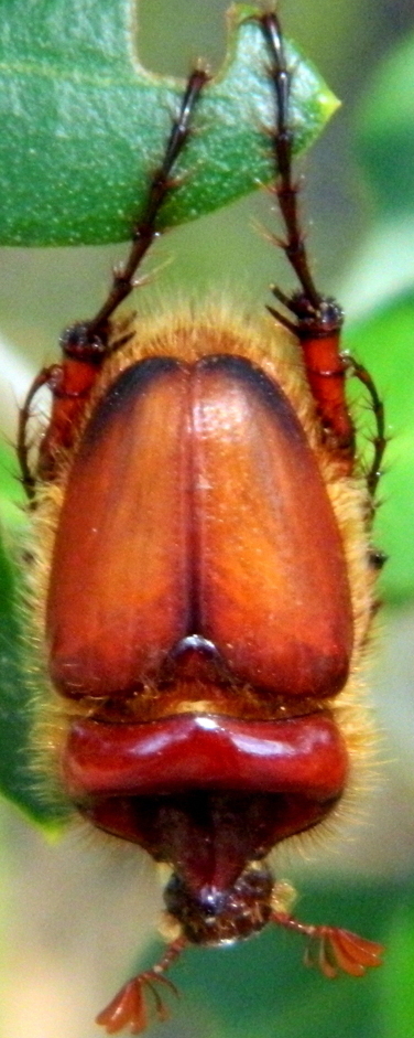 scarabeide da identificare: maschio Pachypus candidae